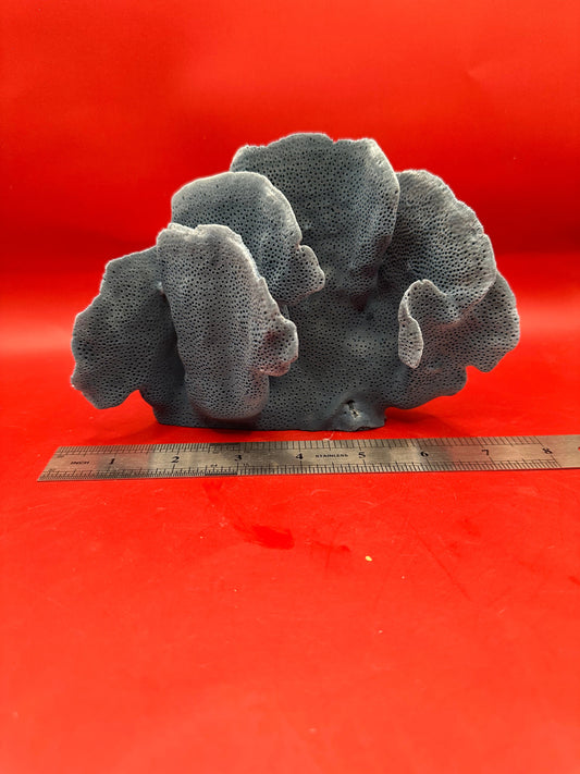Vintage Blue Ridge Coral Specimen - Natural Coastal Home Decor Piece – 6"-7" Coral