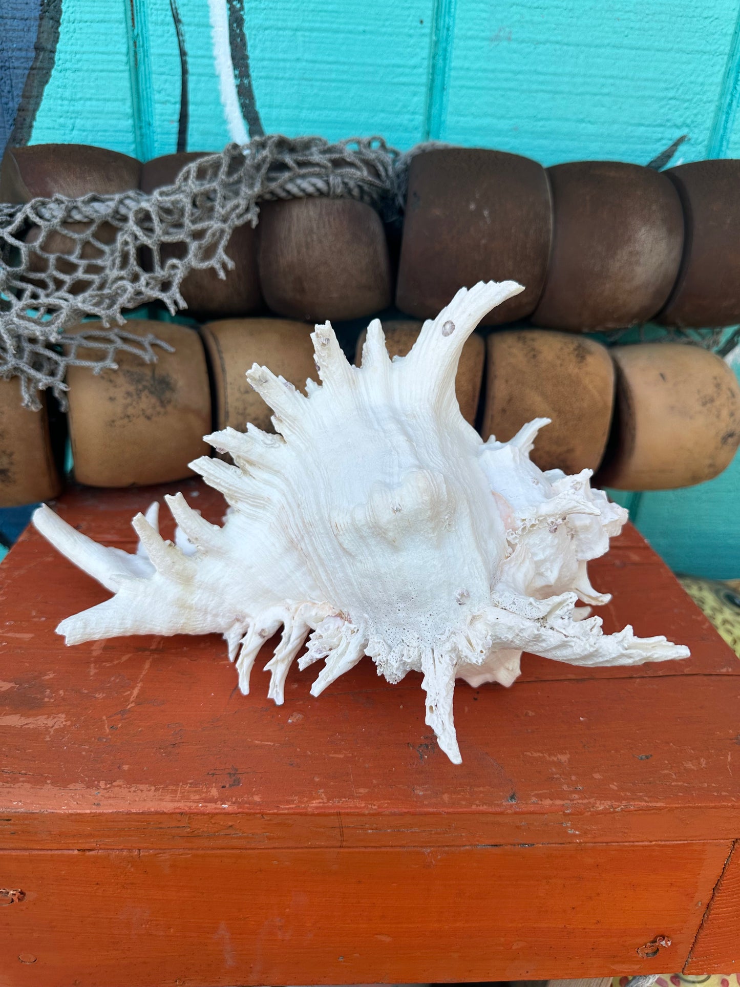 Ramose Murex Shell with Operculum 11" – Murex ramosus Coastal Display