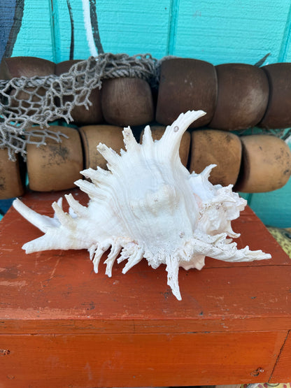Ramose Murex Shell with Operculum 11" – Murex ramosus Coastal Display