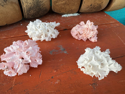 Vintage Lace Bryozoa Coral Specimen - Natural Coastal Home Decor Piece (Reteporella spp.)