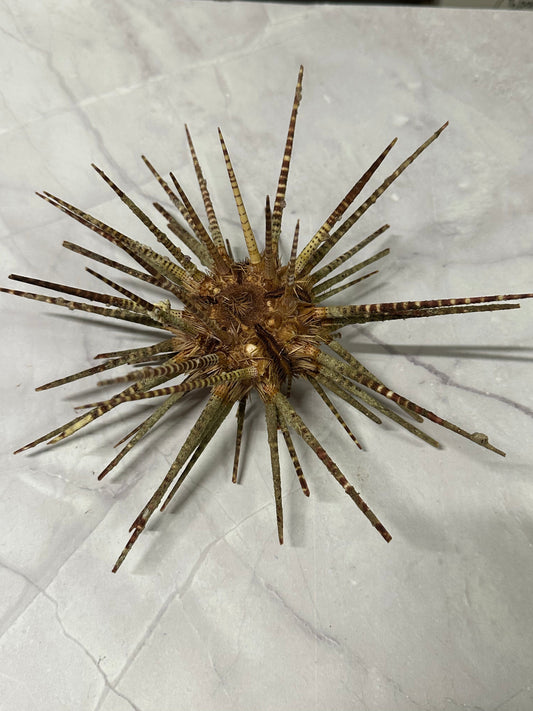 Vintage Zebra Sea Urchin Shell with Spines – Large Marine Specimen Coastal Decor 9"