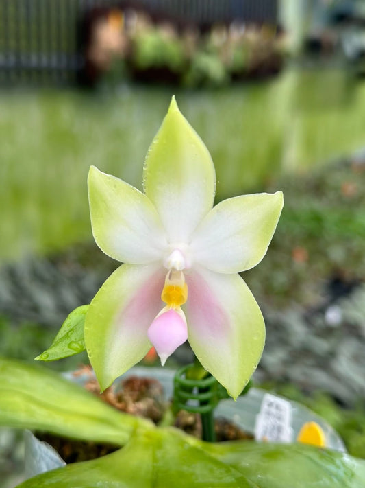 Phalaenopsis bellina "Pink" x sib – Rare Fragrant Orchid Species | Live Plant