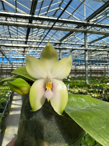 Phalaenopsis bellina "Pink" x sib – Rare Fragrant Orchid Species | Live Plant