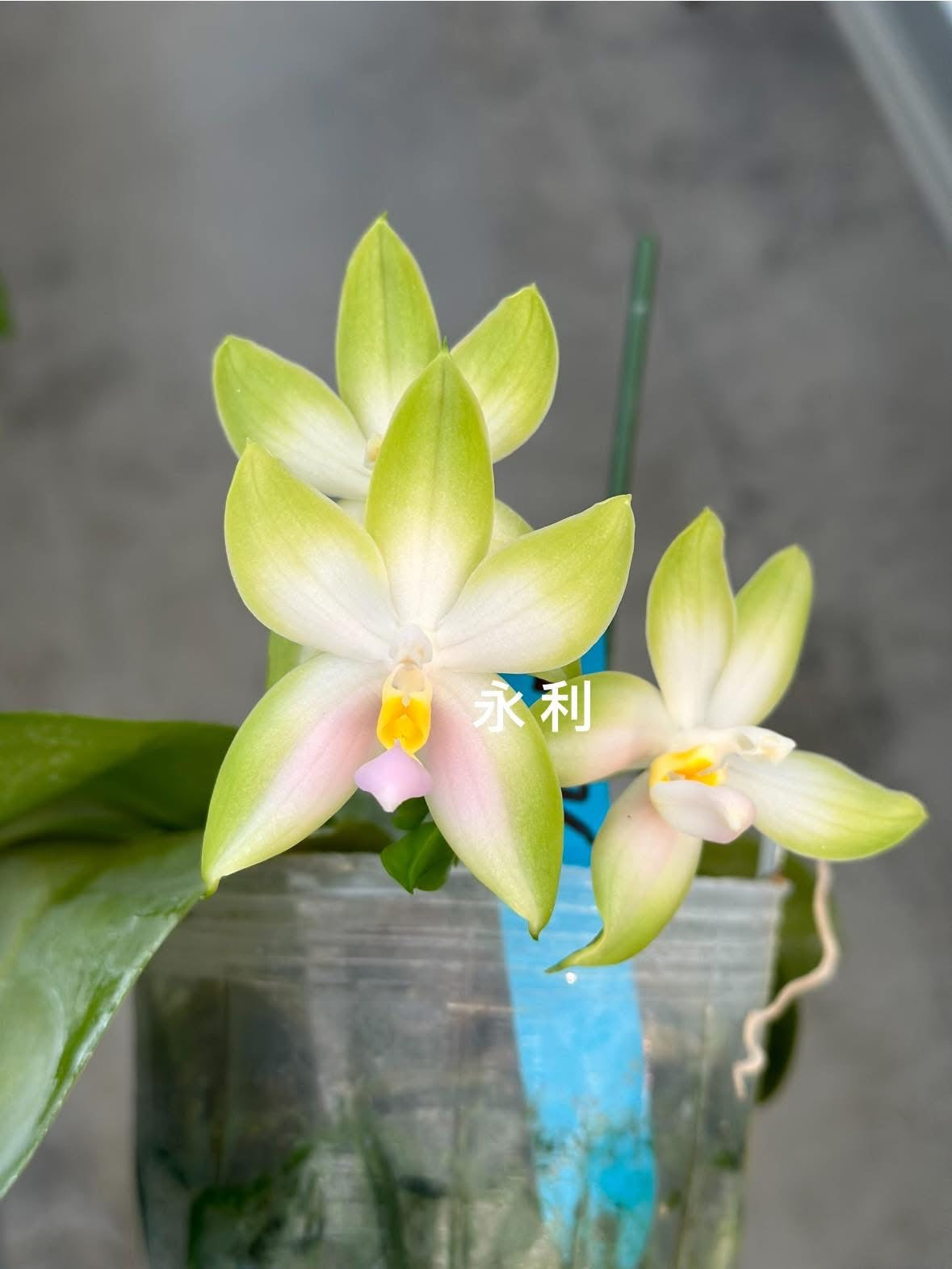 Phalaenopsis bellina "Pink" x sib – Rare Fragrant Orchid Species | Live Plant