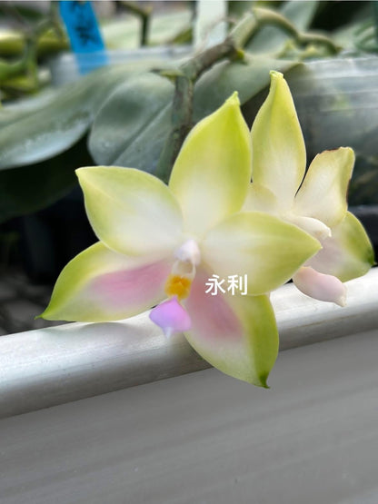 Phalaenopsis bellina "Pink" x sib – Rare Fragrant Orchid Species | Live Plant