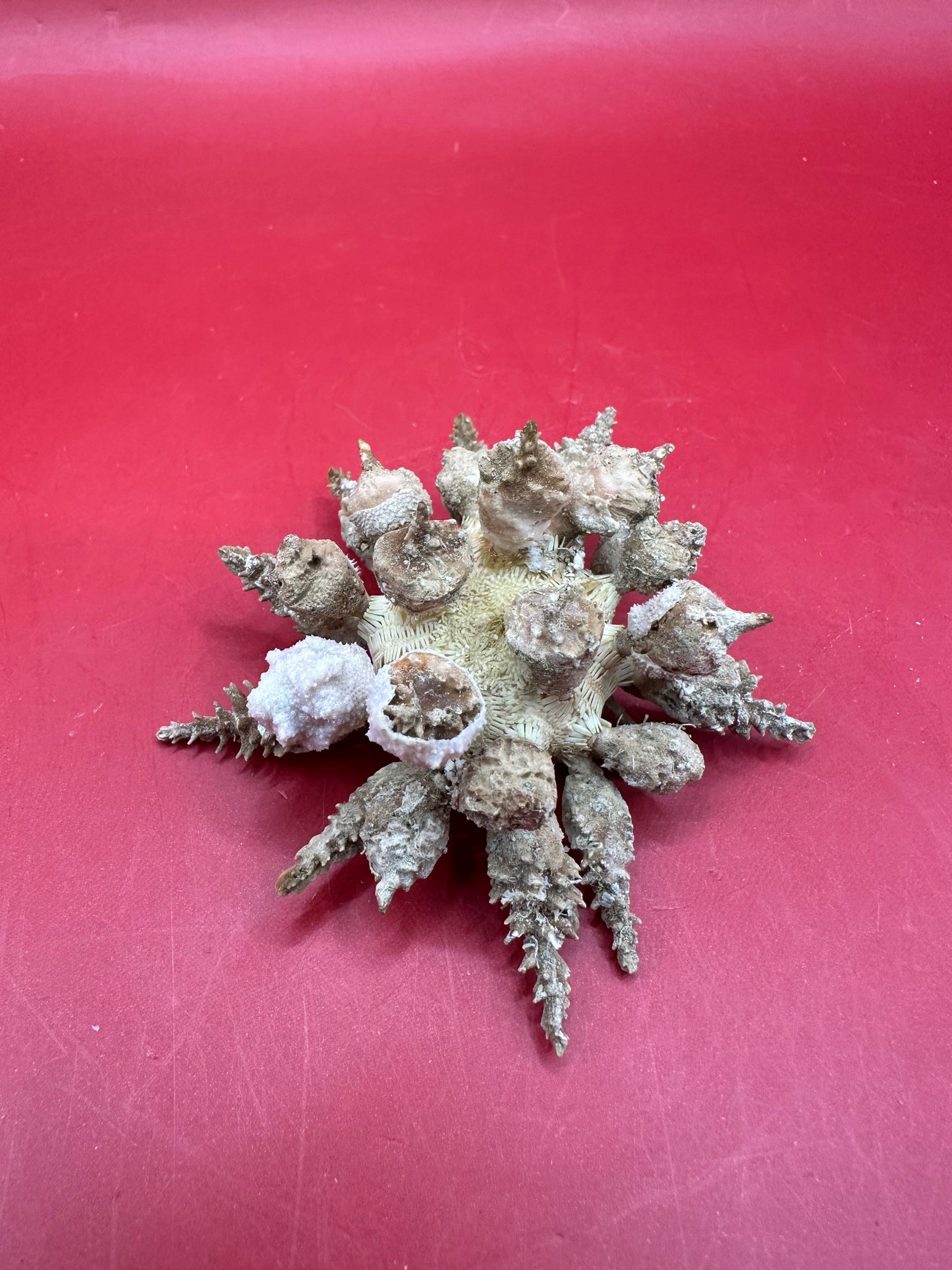 Pine Tree Urchin with Spines – Psychocidaris oshimai, 3" –