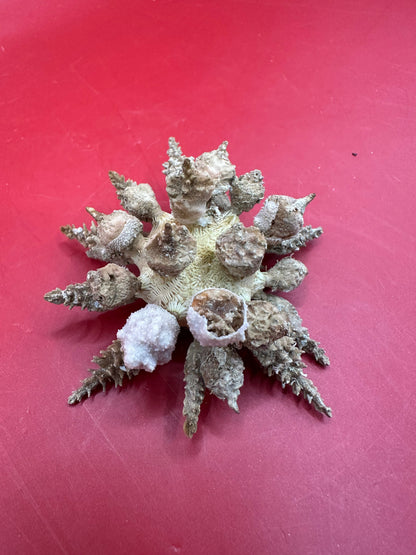 Pine Tree Urchin with Spines – Psychocidaris oshimai, 3" –