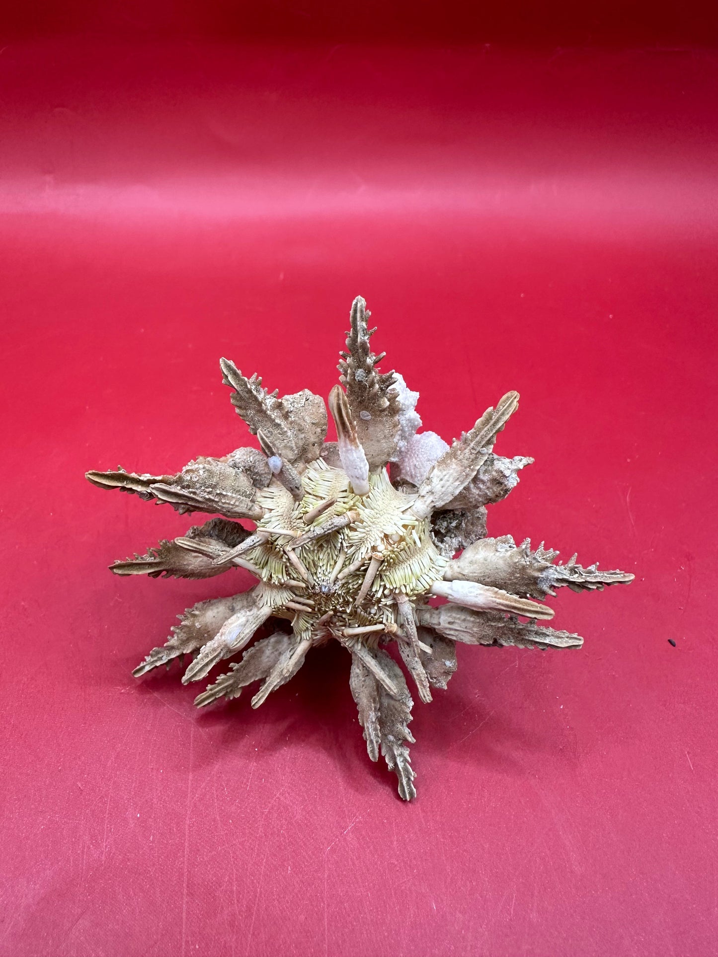Pine Tree Urchin with Spines – Psychocidaris oshimai, 3" –