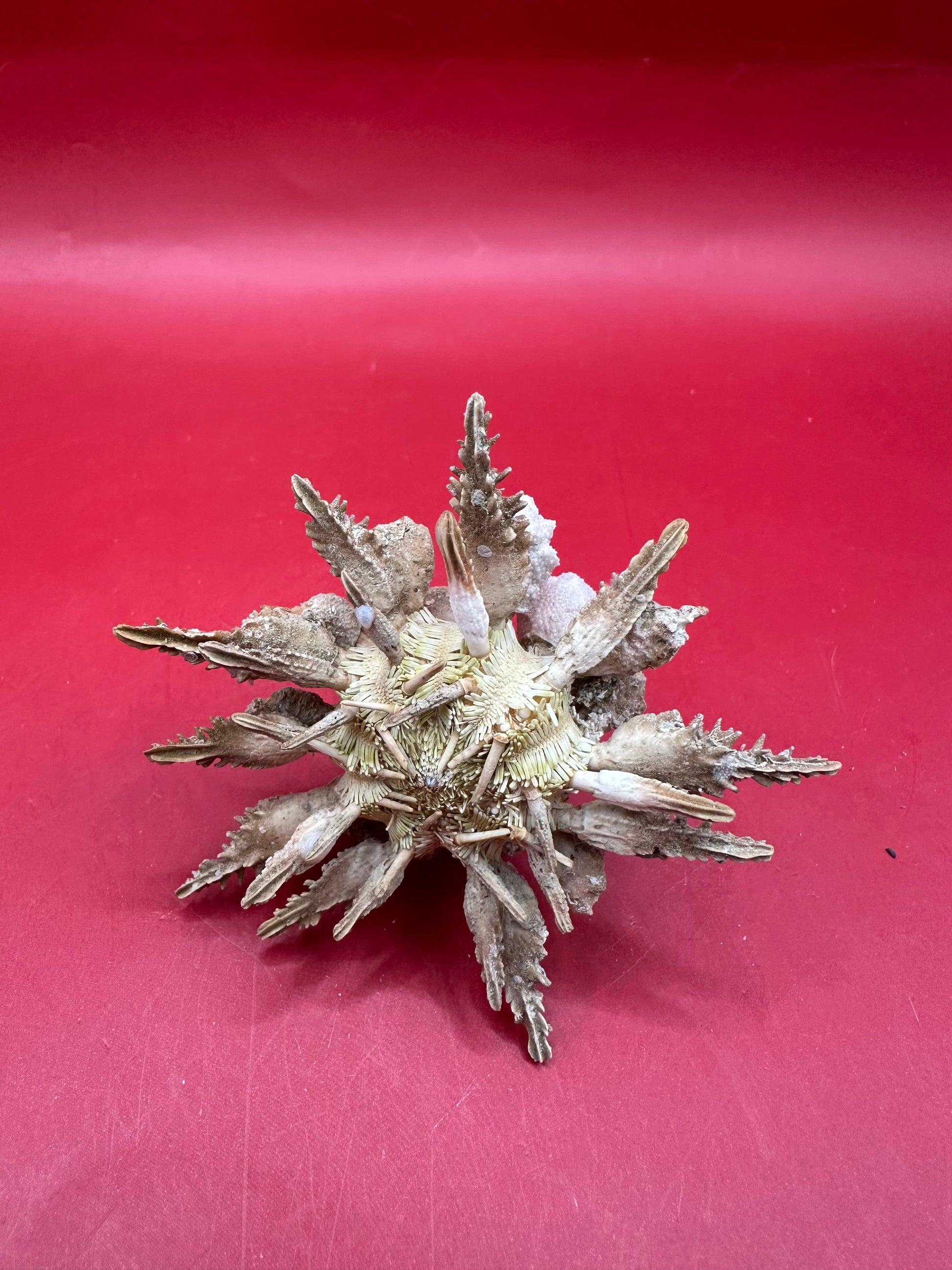 Pine Tree Urchin with Spines – Psychocidaris oshimai, 3" –