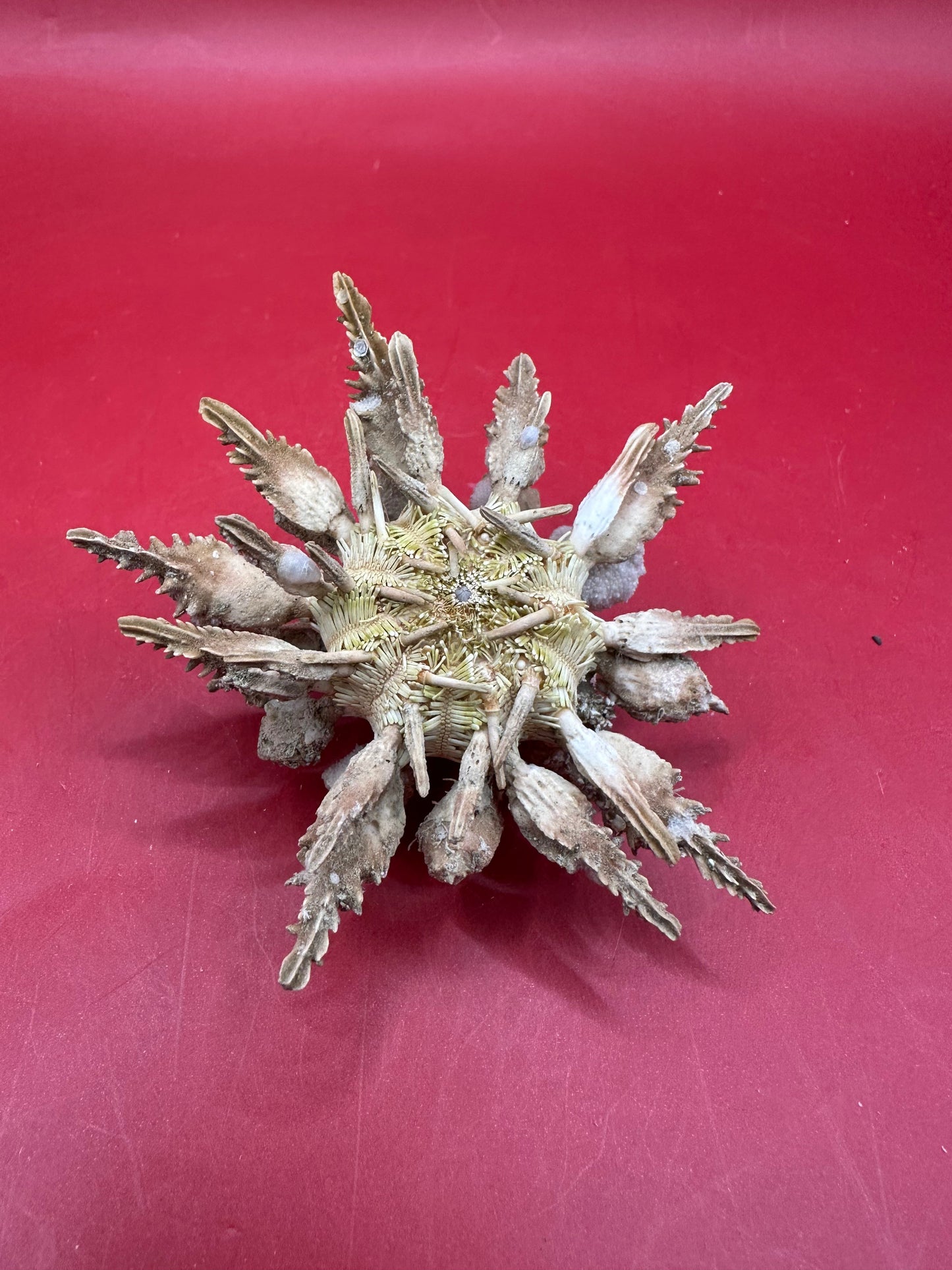 Pine Tree Urchin with Spines – Psychocidaris oshimai, 3" –