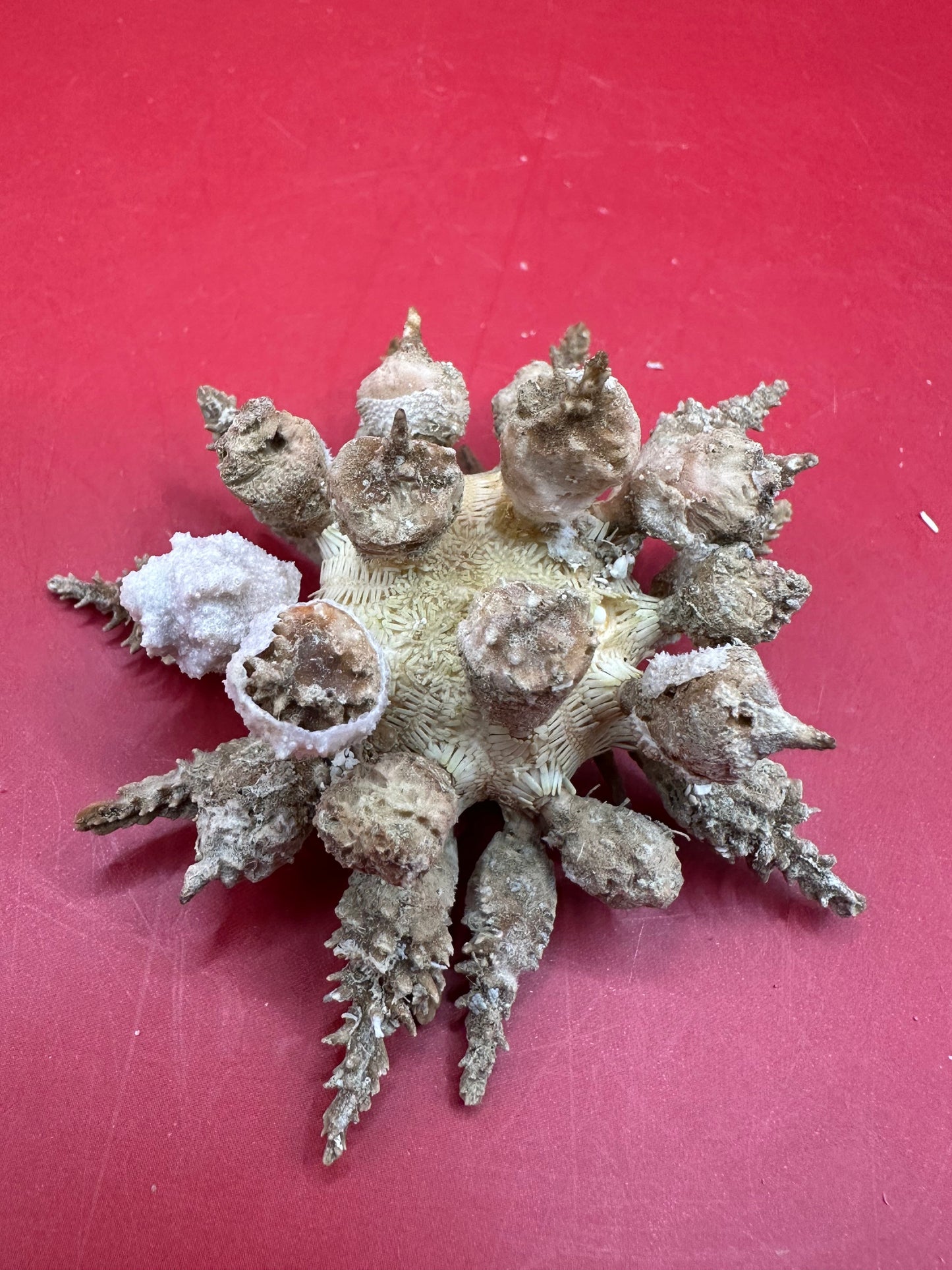 Pine Tree Urchin with Spines – Psychocidaris oshimai, 3" –