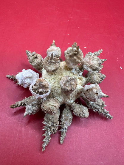 Pine Tree Urchin with Spines – Psychocidaris oshimai, 3" –