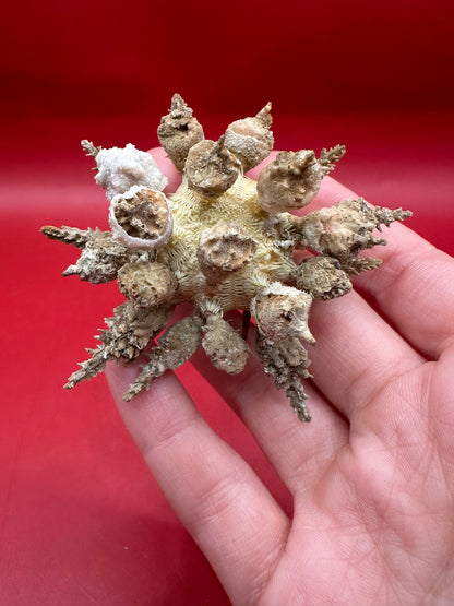 Pine Tree Urchin with Spines – Psychocidaris oshimai, 3" –