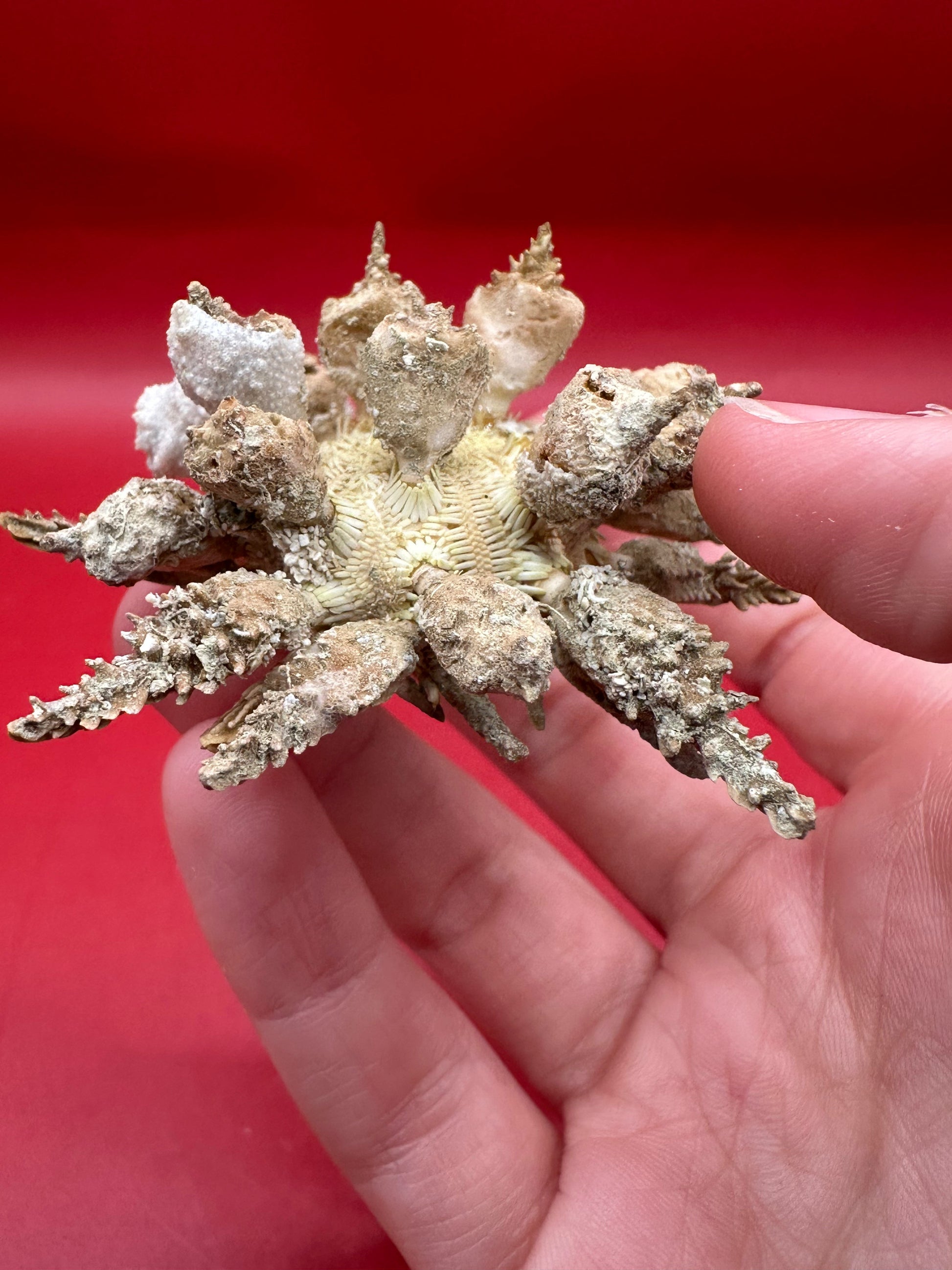Pine Tree Urchin with Spines – Psychocidaris oshimai, 3" –