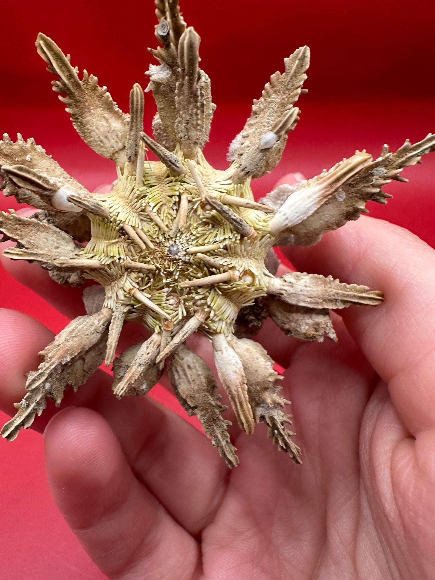 Pine Tree Urchin with Spines – Psychocidaris oshimai, 3" –