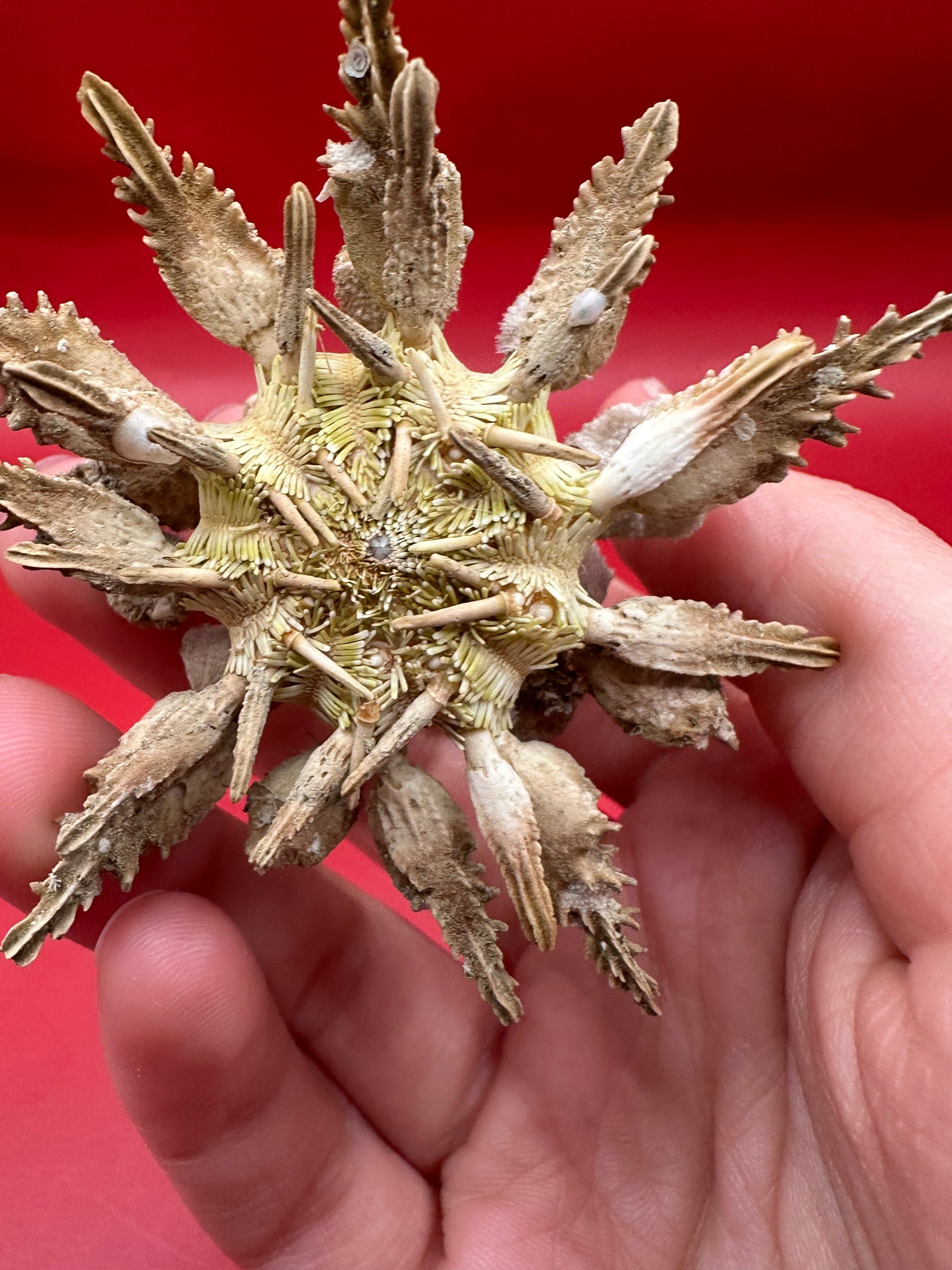Pine Tree Urchin with Spines – Psychocidaris oshimai, 3" –