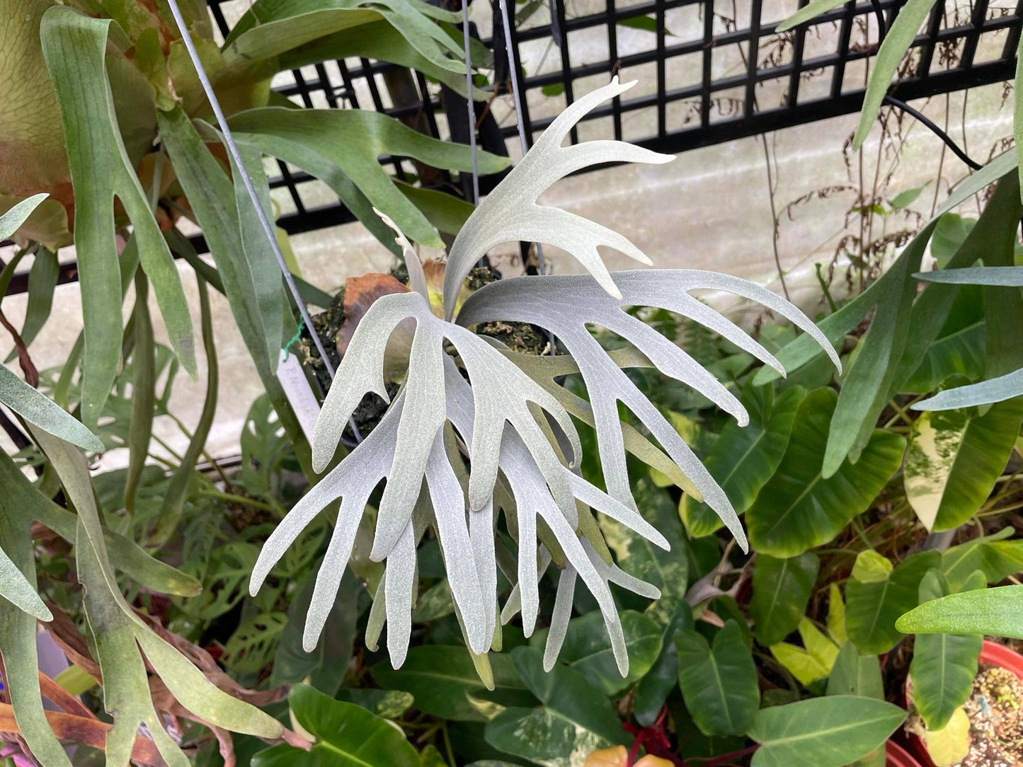 Platycerium Moonlight SBD#1 spore