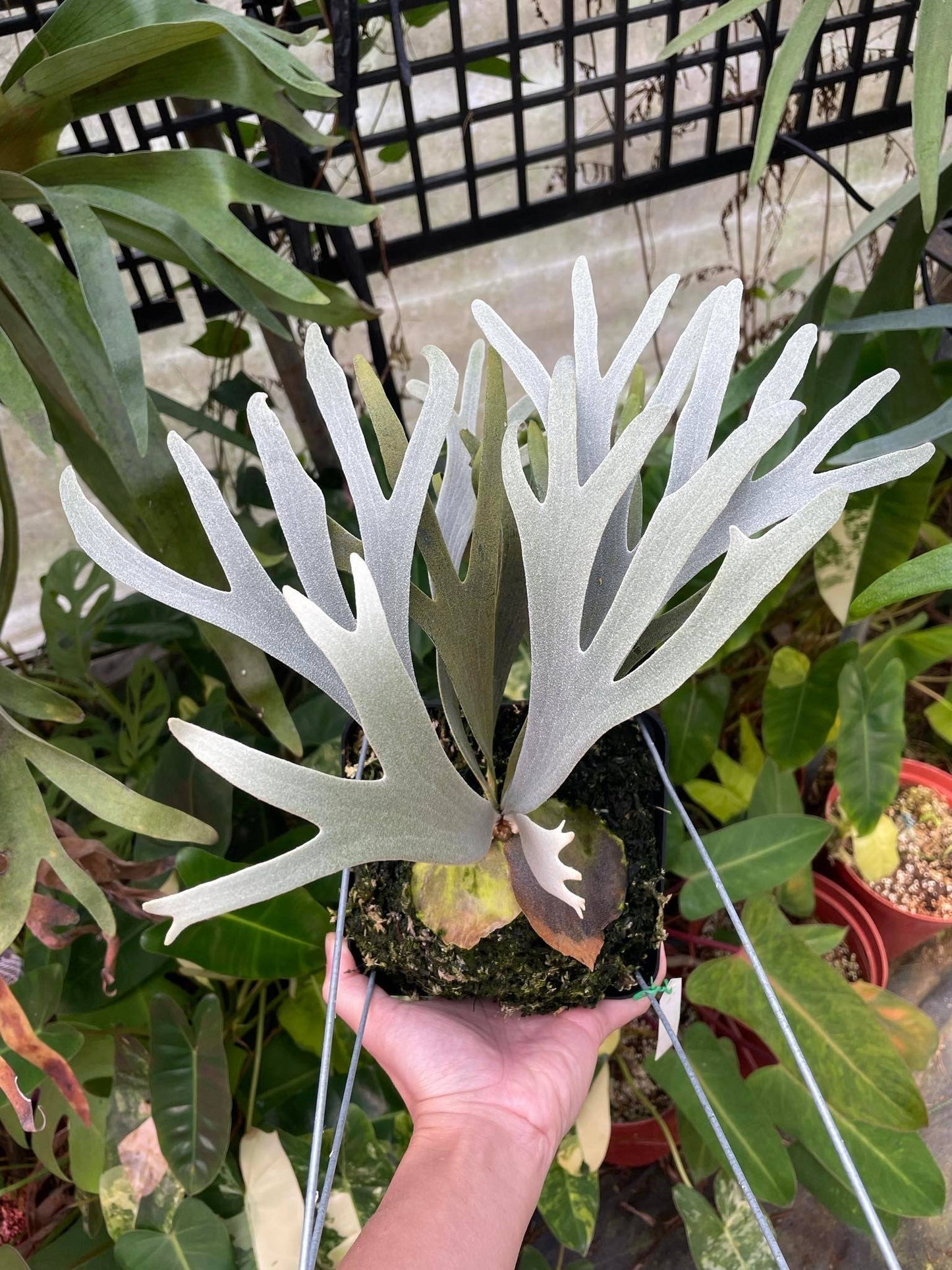 Platycerium Moonlight SBD#1 spore