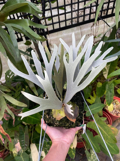 Platycerium Moonlight SBD#1 spore