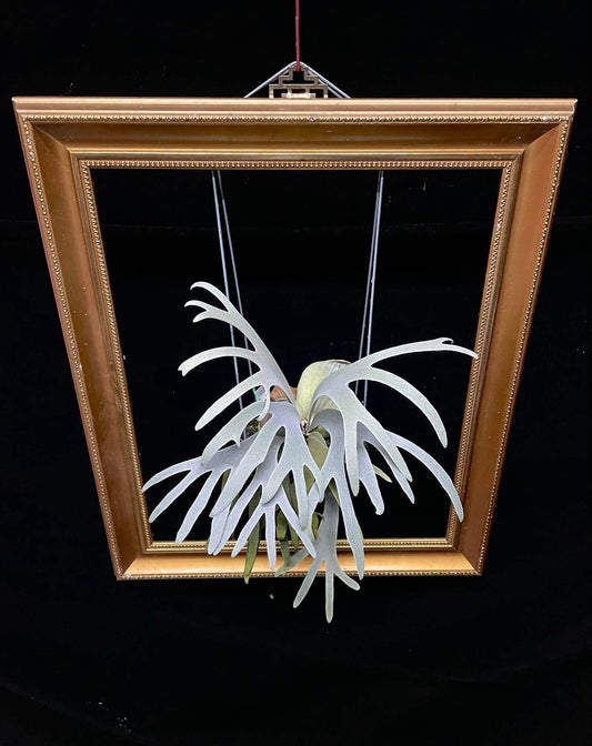 Platycerium Moonlight SBD#1 spore