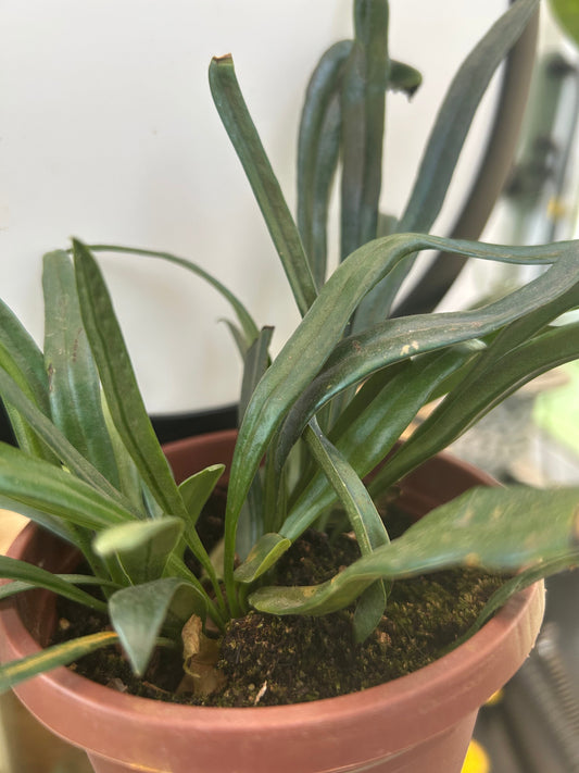 Blue Oil Fern (Microsorum thailandicum) – Rare Metallic Iridescent Houseplant –