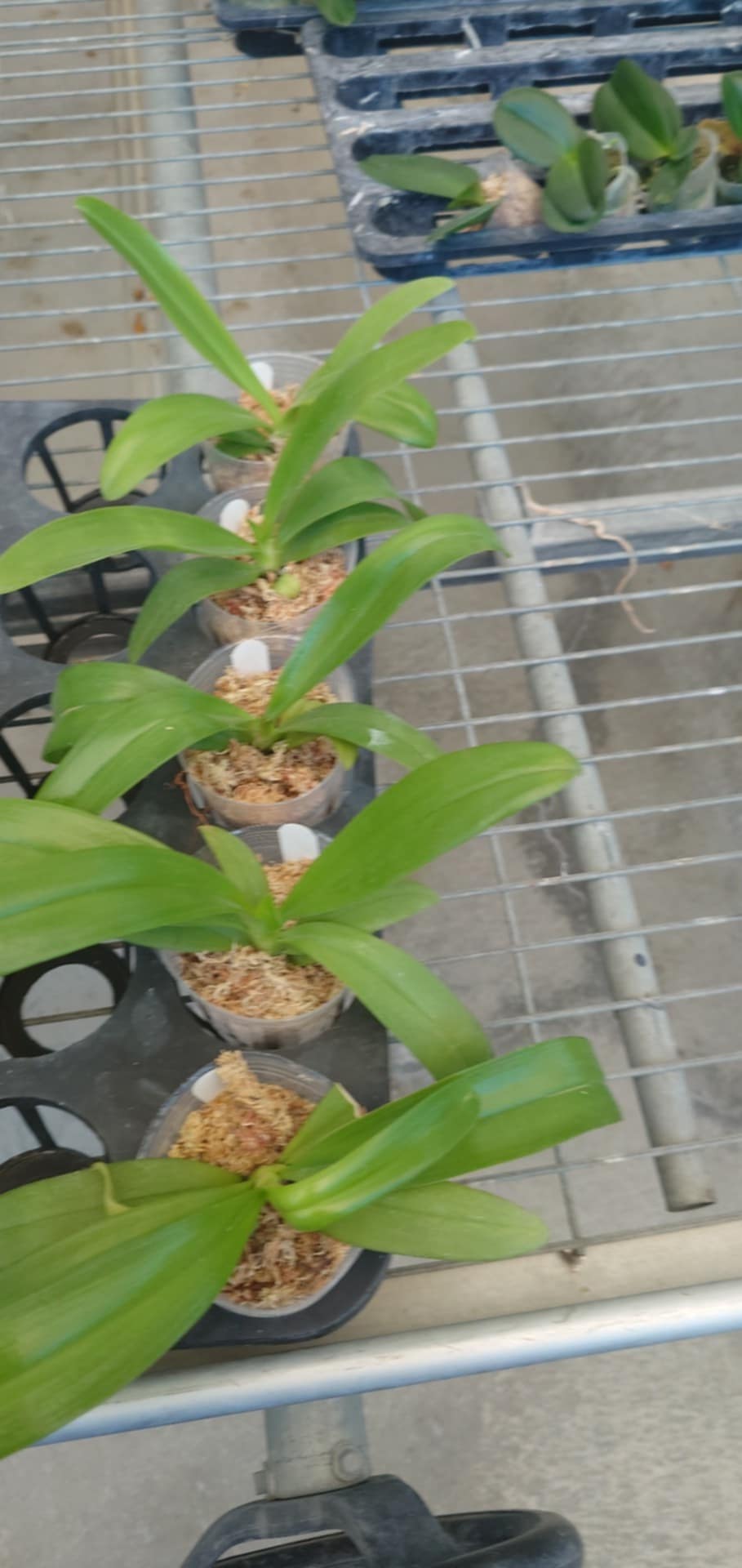 Phalaenopsis pantherina "Chiba" x self – Rare Species Orchid | Live Plant