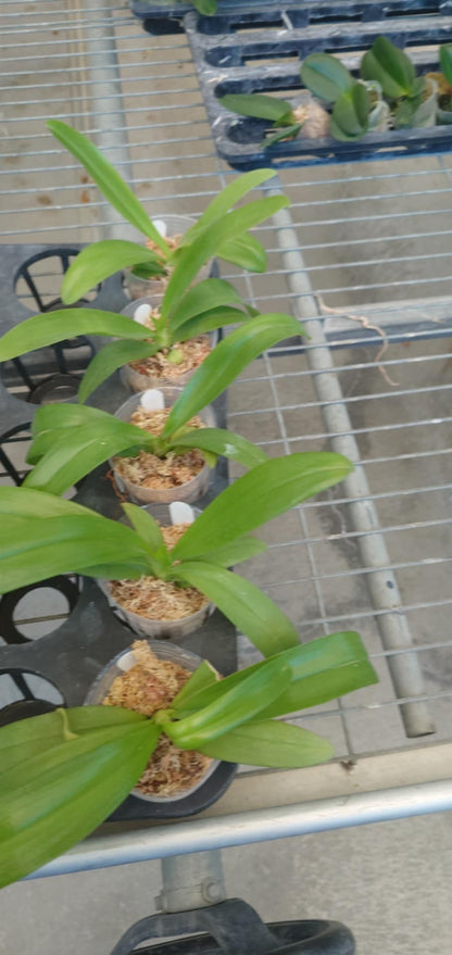 Phalaenopsis pantherina "Chiba" x self – Rare Species Orchid | Live Plant