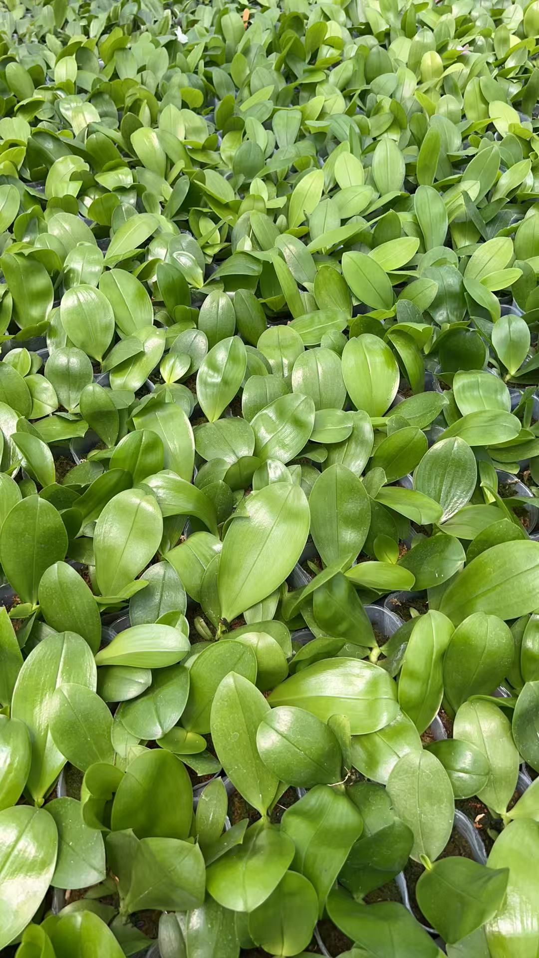 Phalaenopsis Mituo Golden Tiger ‘White Tiger’ x Penang Jewel Hybrid – Rare Orchid | Live Plant