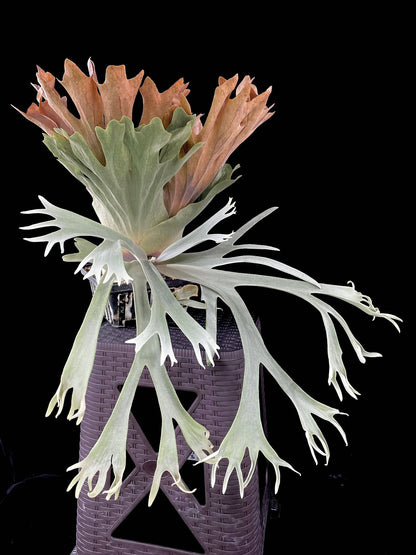 Platycerium Willinckii Little Crown SBD#1 spore