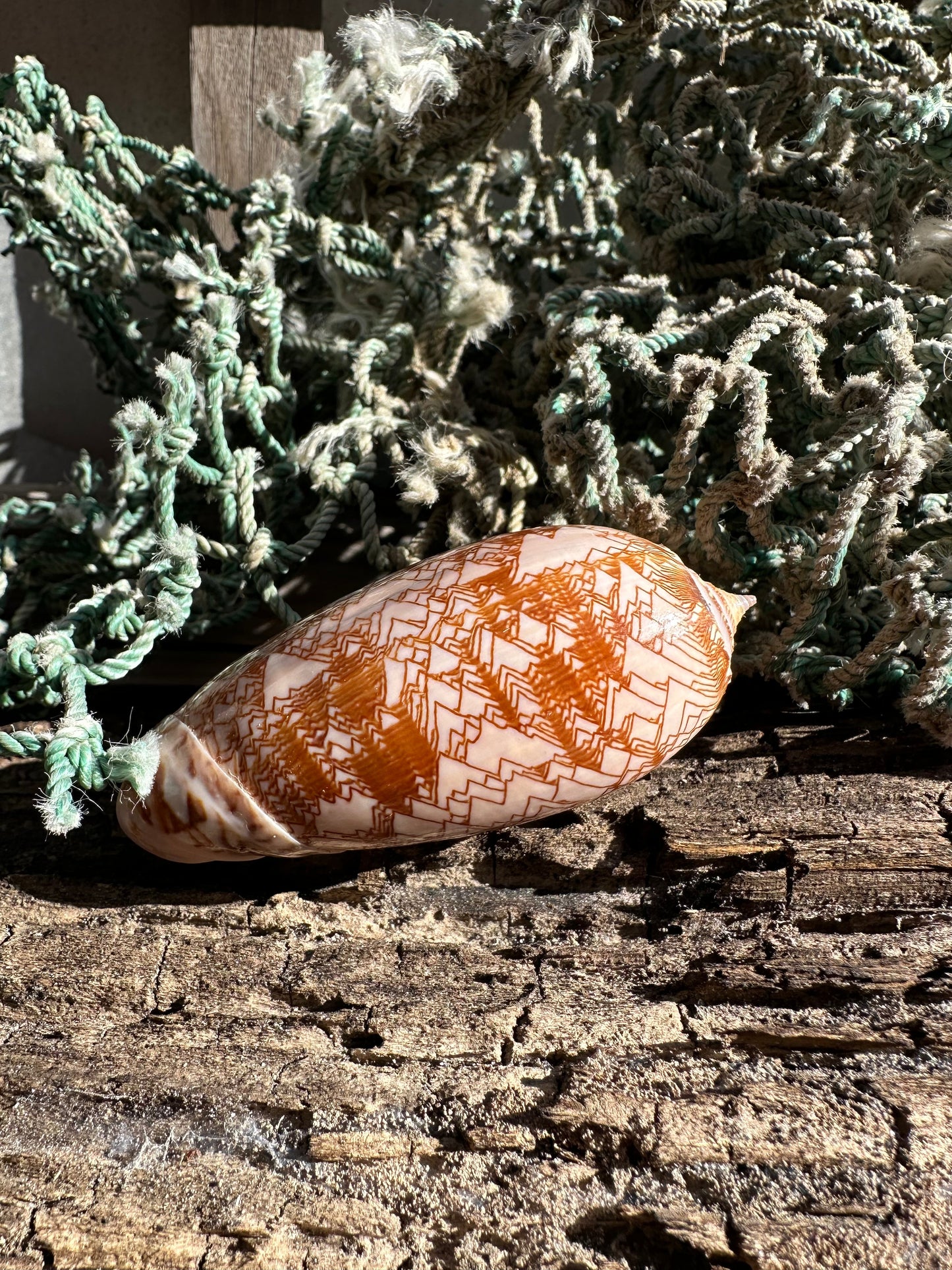 Polished Tent Olive Shell 3.2" | Natural Coastal Decor –