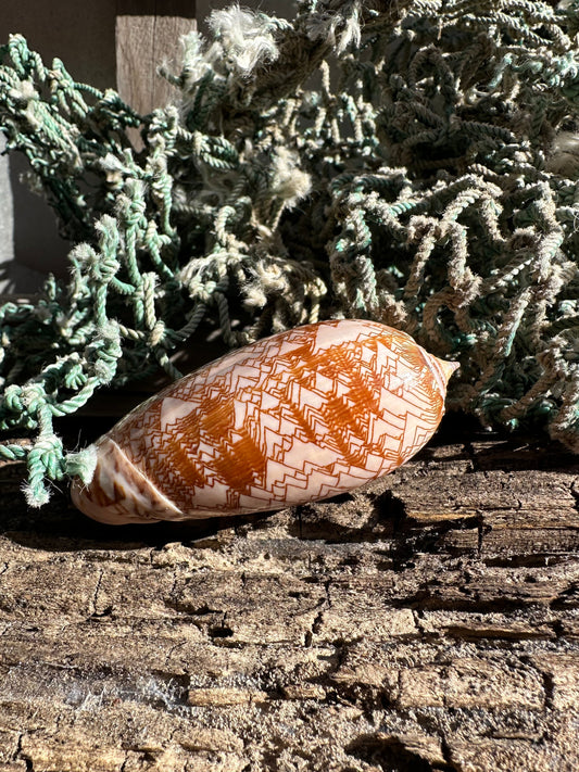 Polished Tent Olive Shell 3.2" | Natural Coastal Decor –