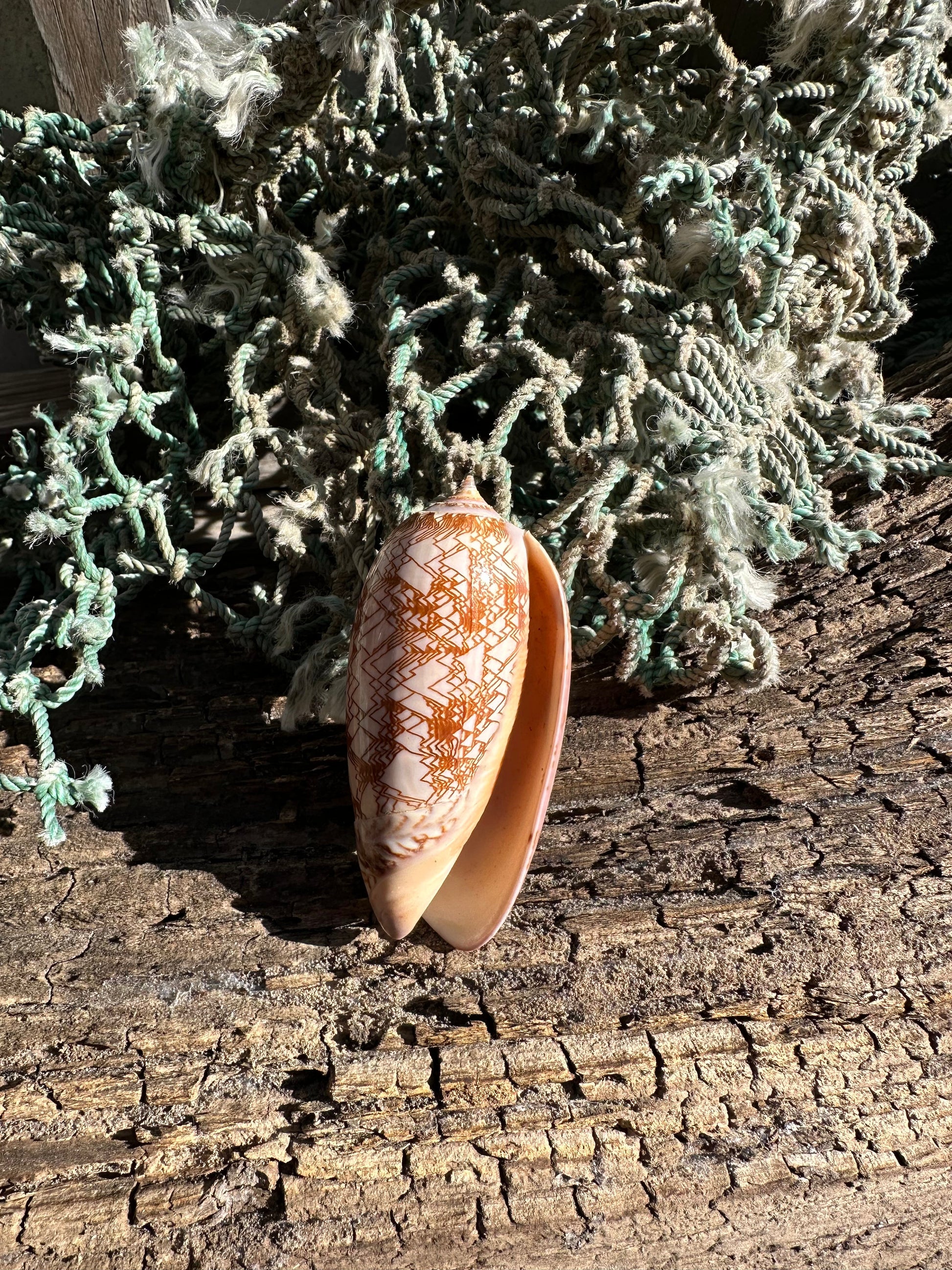 Polished Tent Olive Shell 3.2" | Natural Coastal Decor –