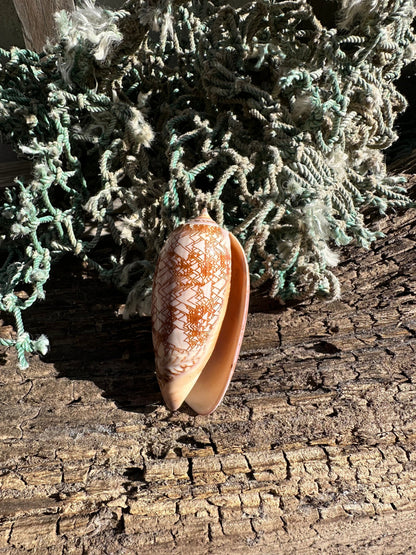 Polished Tent Olive Shell 3.2" | Natural Coastal Decor –