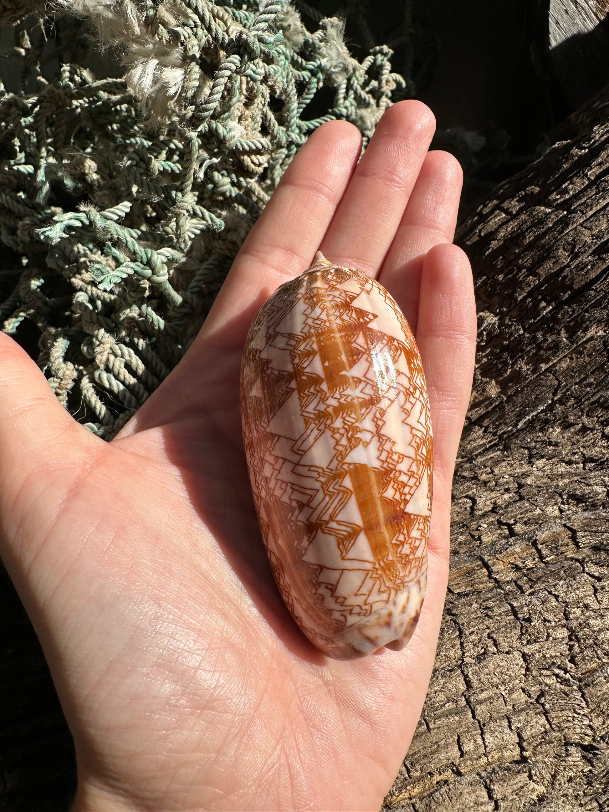 Polished Tent Olive Shell 3.2" | Natural Coastal Decor –