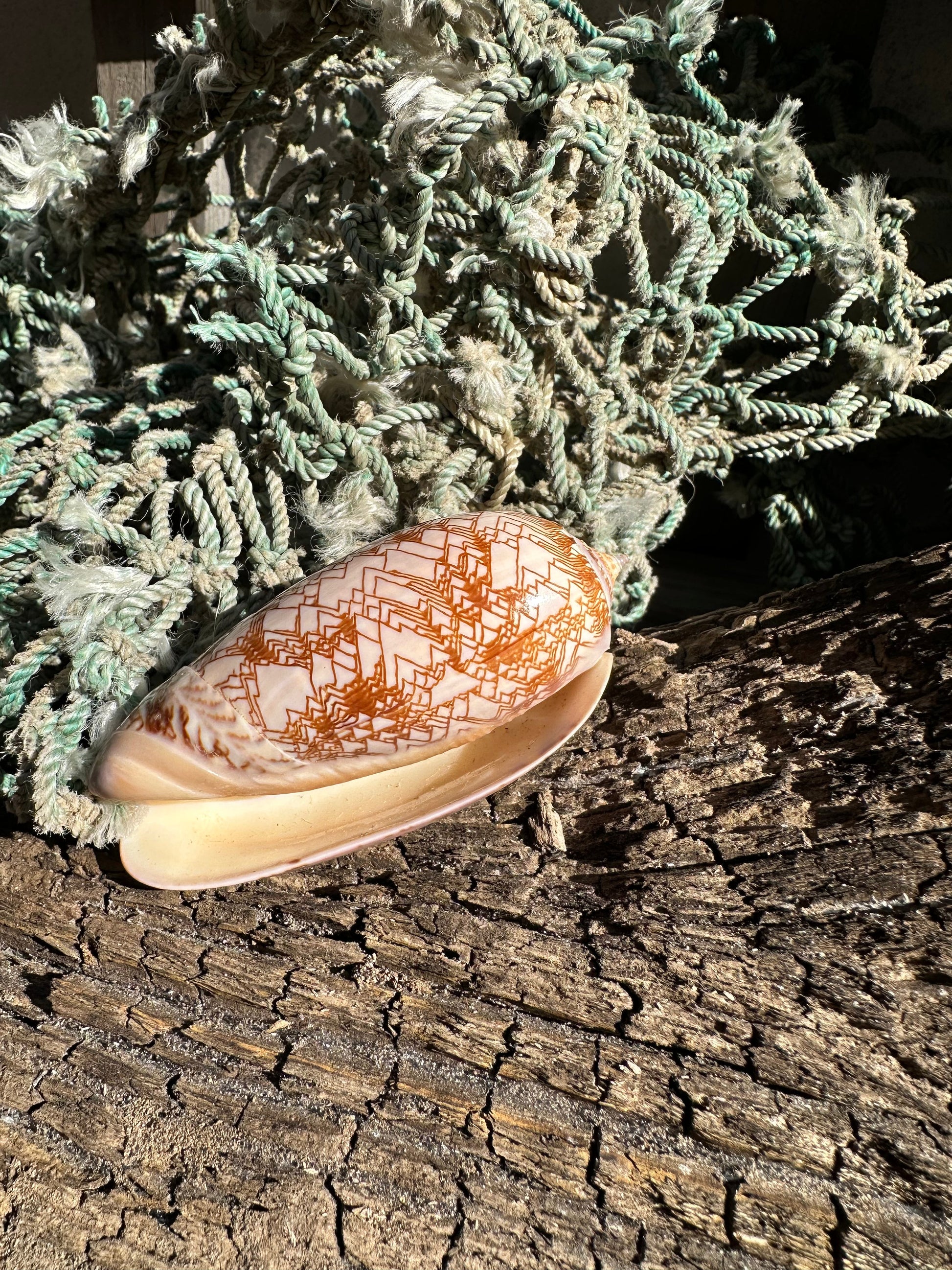 Polished Tent Olive Shell 3.2" | Natural Coastal Decor –