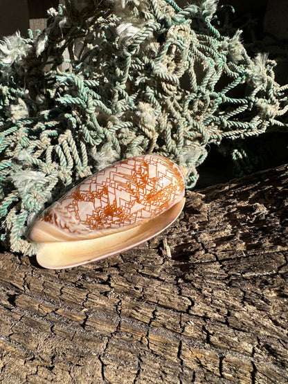 Polished Tent Olive Shell 3.2" | Natural Coastal Decor –