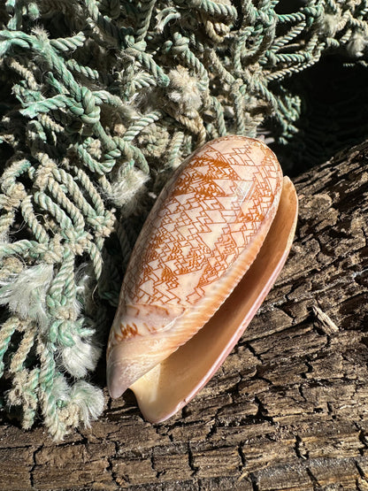 Polished Tent Olive - Oliva porphyria Slight Damage –