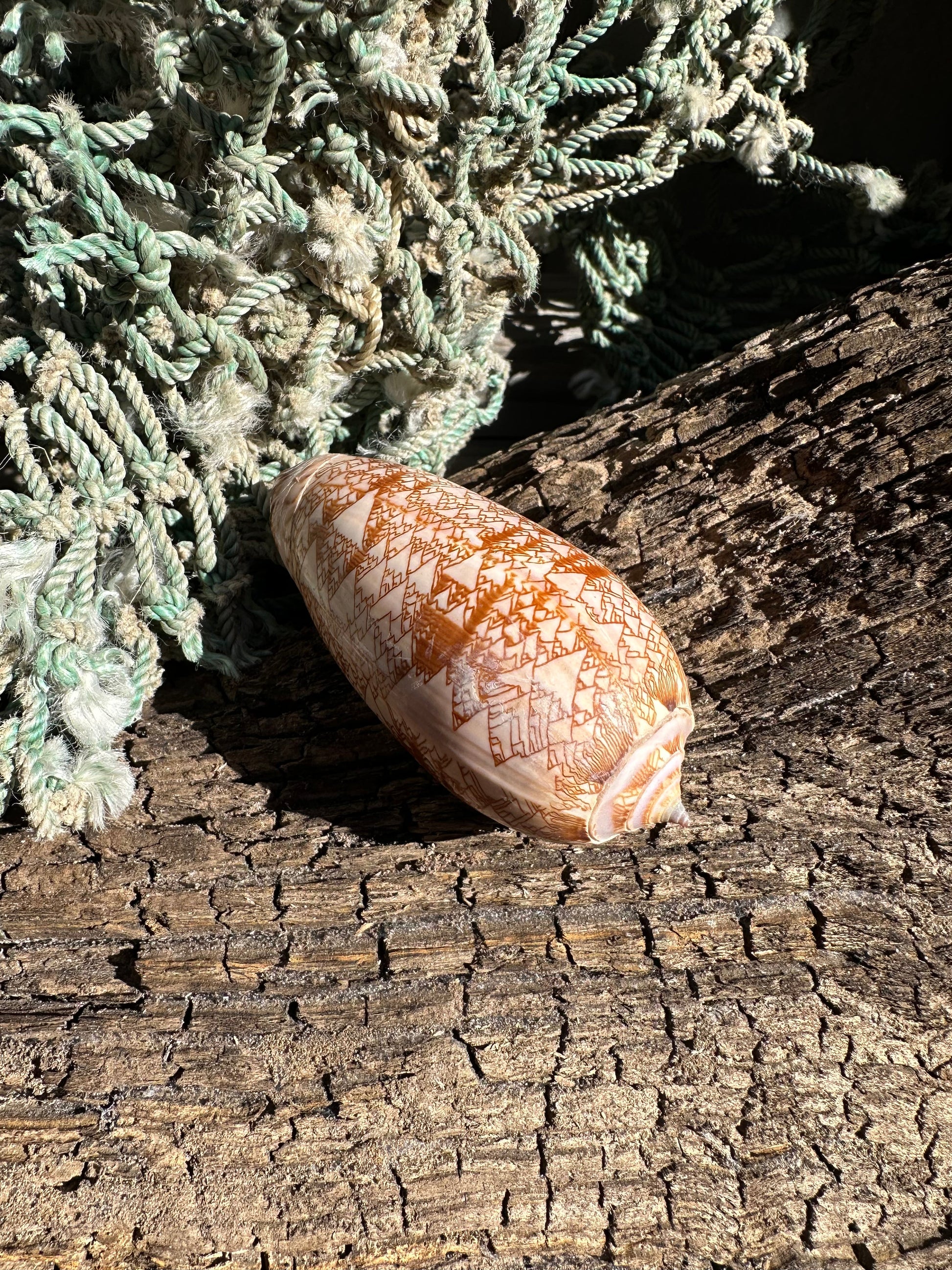 Polished Tent Olive - Oliva porphyria Slight Damage –