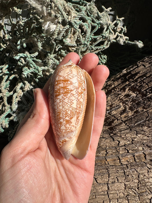 Polished Tent Olive - Oliva porphyria Slight Damage –