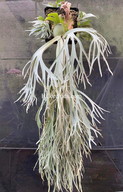 Platycerium Willinckii Moonlight ‘Dwarf Select’