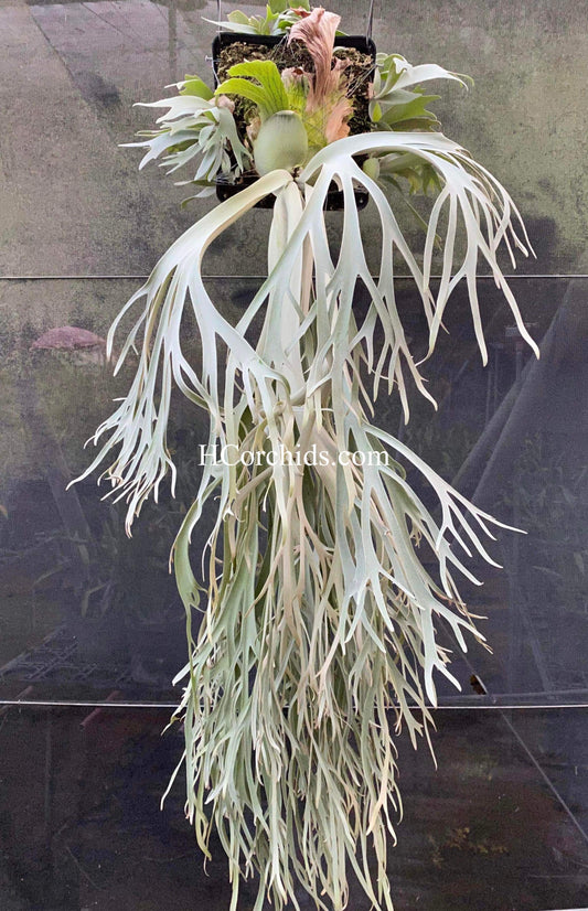 Platycerium Willinckii Moonlight ‘Dwarf Select’