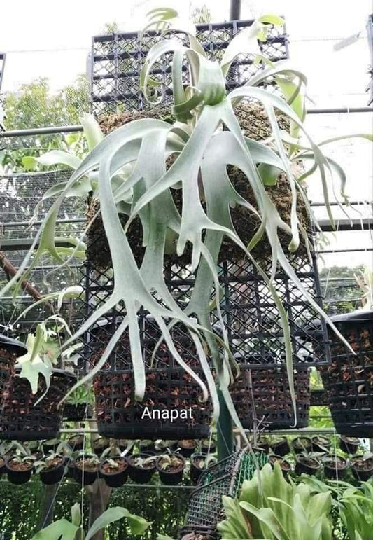 Platycerium (Willinckii Anapat#9 x Yellow Moon) spore ‘Dwarf Select’