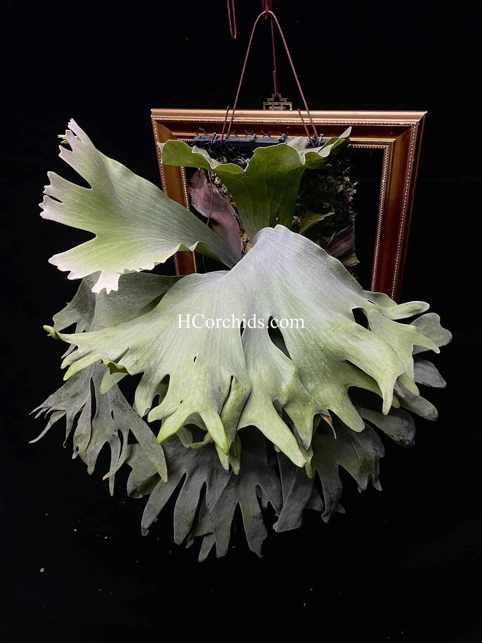 Platycerium Elephantotis x Willinckii