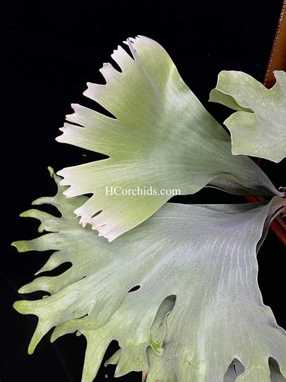 Platycerium Elephantotis x Willinckii