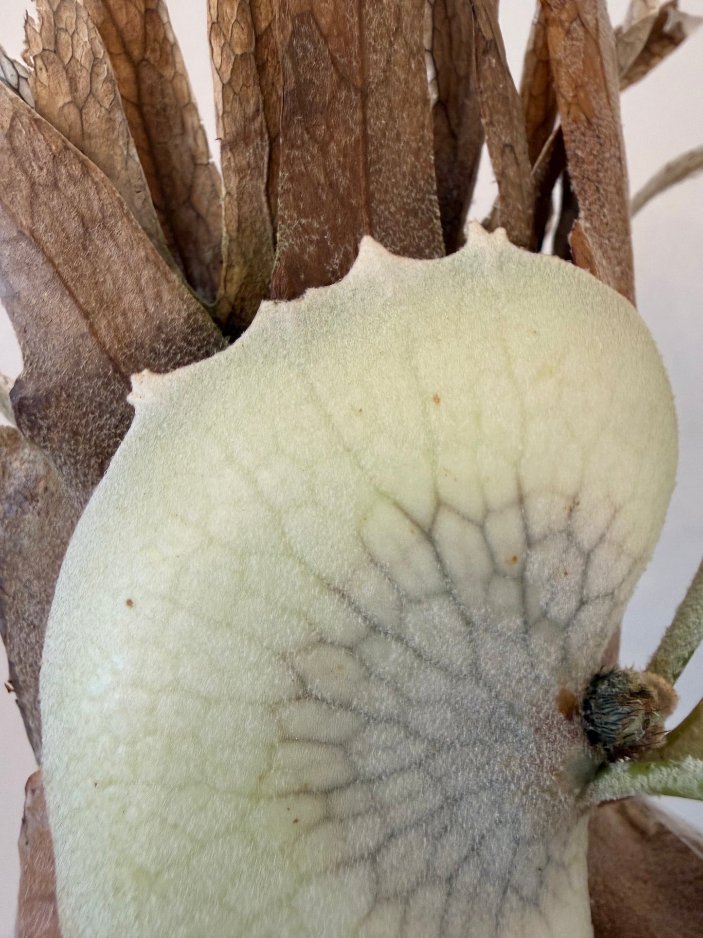 Platycerium Willinckii Bogor x Lemoinei spore