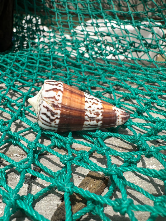 The General Cone Shell- Conus generalis