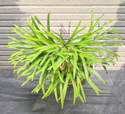 Platycerium alcicorne ‘Vassei’