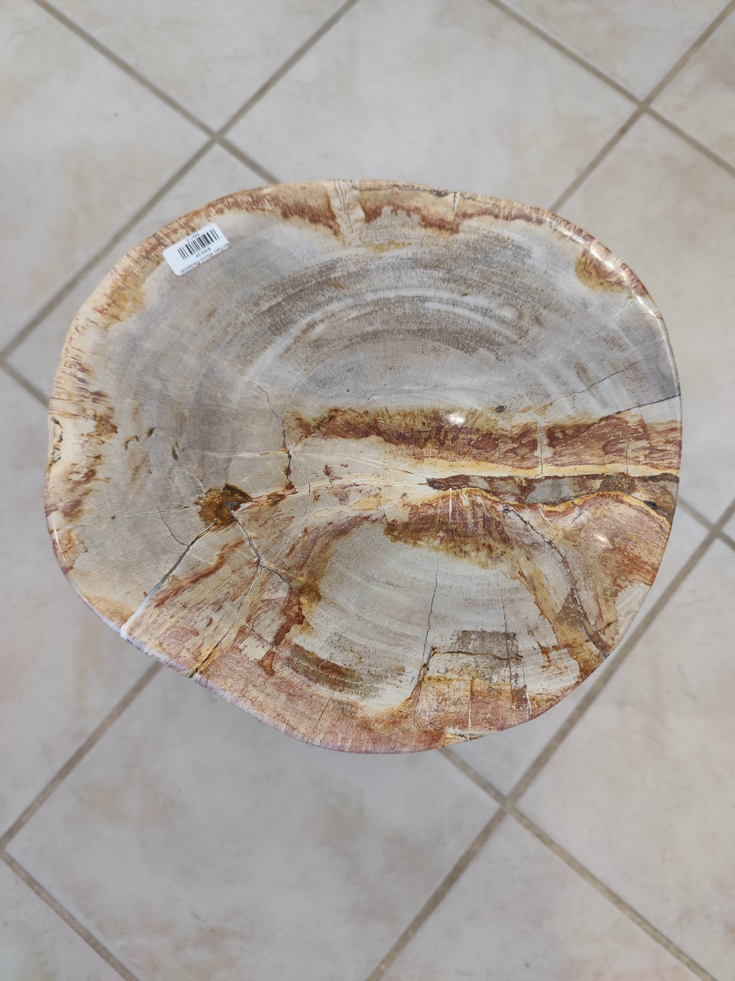 Petrified Wood Pedestal – Lapidary