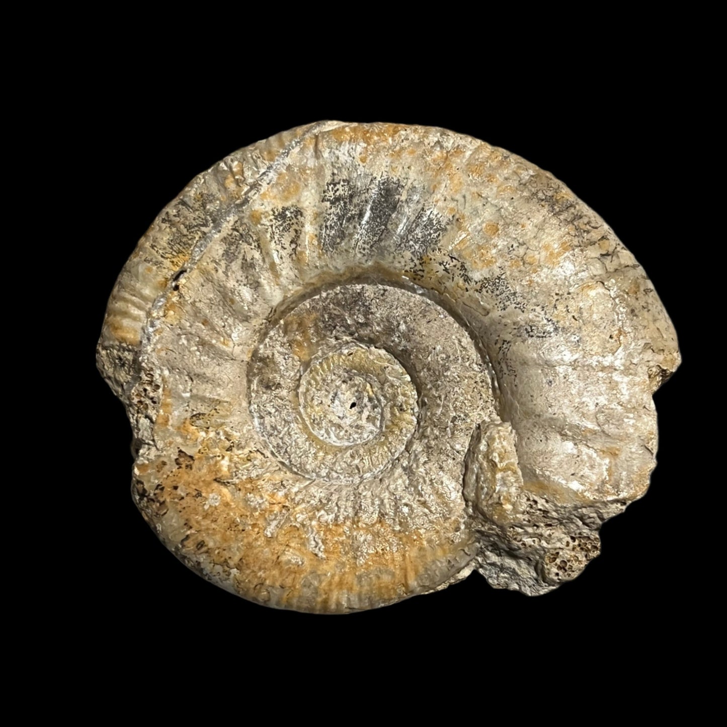 Procerites sp. ammonite –