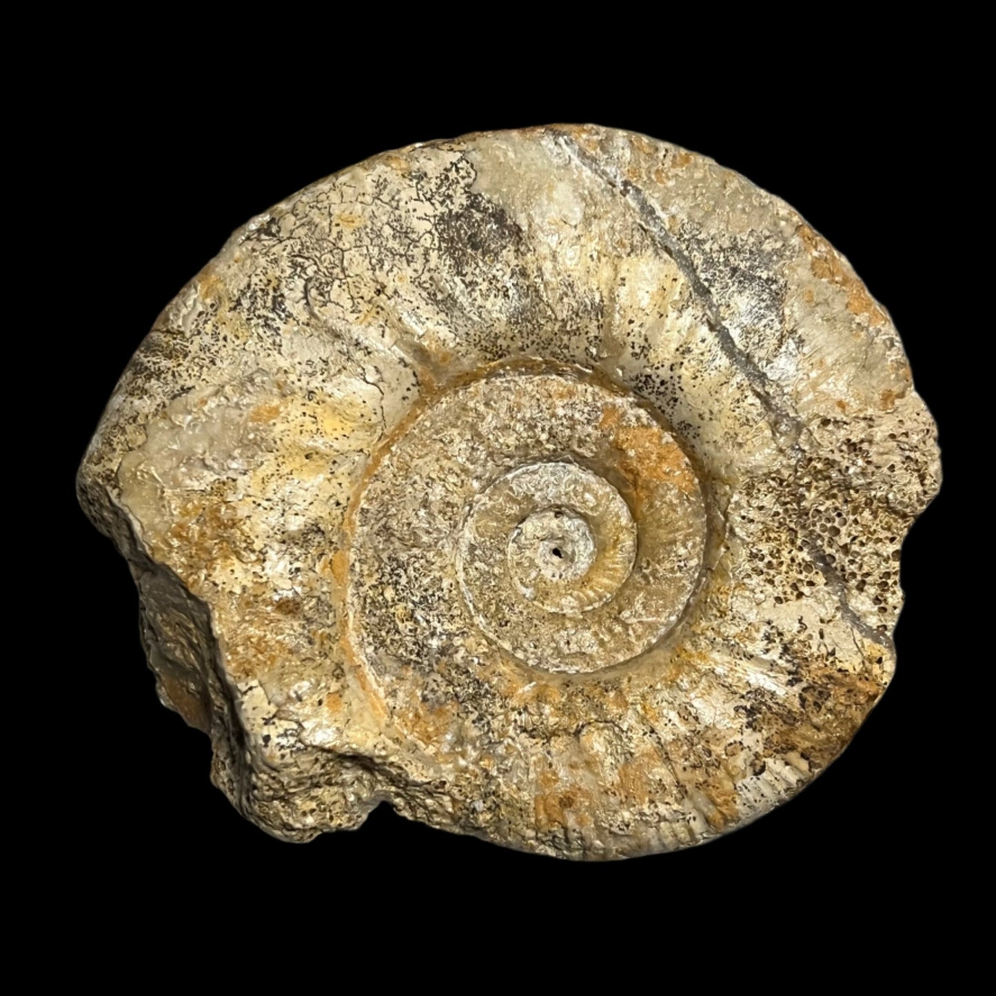 Procerites sp. ammonite –
